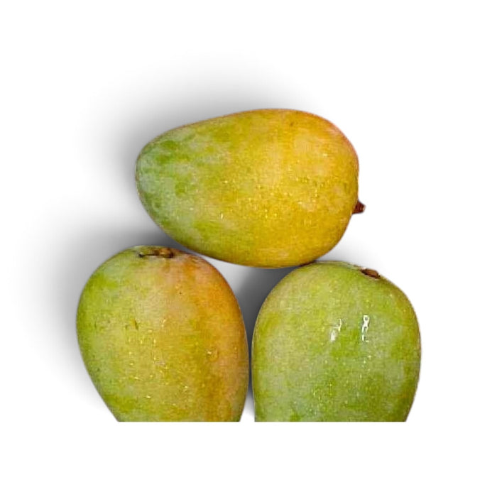 Mango Tymour~3k  (Versand am 19. August)